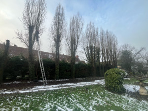 Photo de galerie - élagage peuplier 