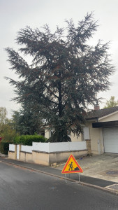 Photo de galerie - Abbatage arbre dangereux 
