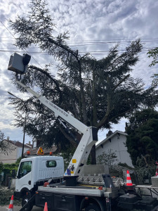 Photo de galerie - Élagage d’un cèdre avec nacelle