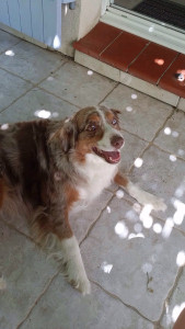 Photo de galerie - Chien dont je m’occupe 