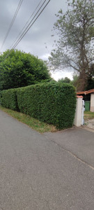 Photo de galerie - Taille d'une haie de Piracanta.