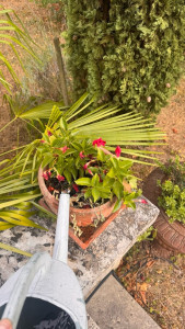 Photo de galerie - Entretien d’un jardin sur Versailles lors de l’absence du propriétaire 