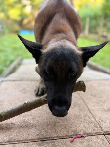 Photo de galerie - Garde chien