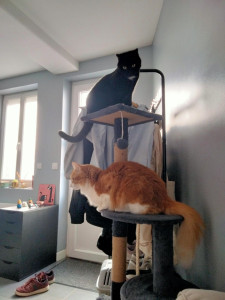 Photo de galerie - Garde de chats. 