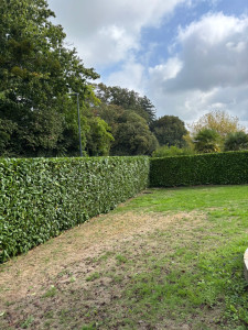 Photo de galerie - Taille de laurier palme 