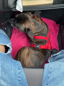 Photo de galerie - Garde de chien, Turbo (Staff/Staffy)