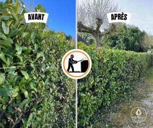 Photo de galerie - Entretien haie 