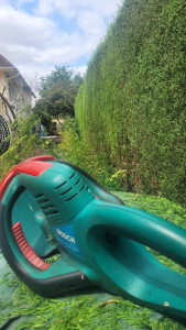 Photo de galerie - Taille de haie