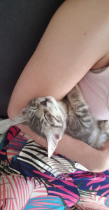 Photo de galerie - Garde chat