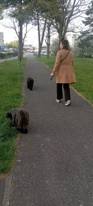 Photo de galerie - Promenade matinale avec un cocker mâle et un schnauzer femelle 
