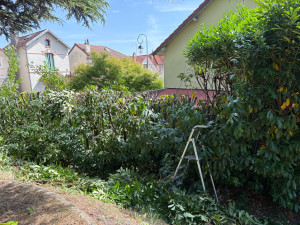 Photo de galerie - Rabattage de haie de laurier palme 