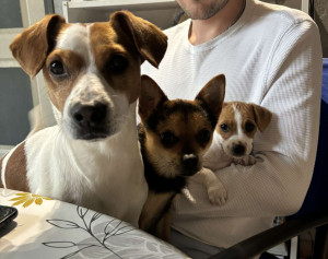 Photo de galerie - Nos chiens 