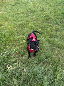 Photo de galerie - Staffie 