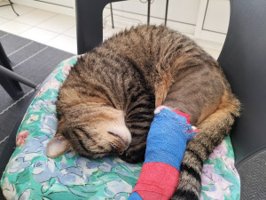 Photo de galerie - Garde chat