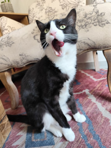 Photo de galerie - Garde chat