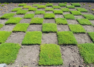 Photo de galerie - Jardinier