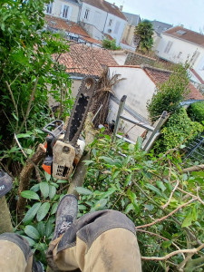 Photo de galerie - Travaux de rabattage de haie.