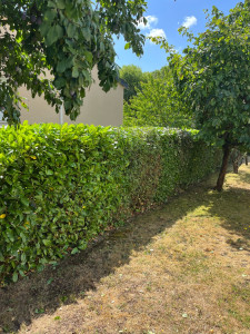 Photo de galerie - Taille de haie 