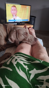 Photo de galerie - Garde chien
