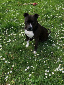 Photo de galerie - Garde d’un staffy ! 