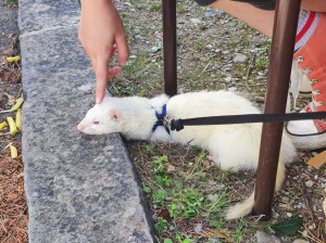 Photo de galerie - Voici Ted, le furet albinos d'une proche que j'ai eu l'occasion de garder !