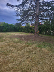 Photo de galerie - Elagage et coupe d'arbres