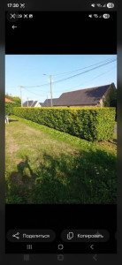 Photo de galerie - Taille-haie