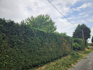 Photo de galerie - Coupe de haies