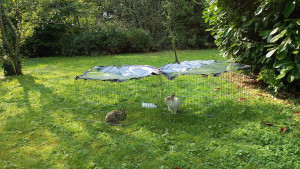 Photo de galerie - La garde des animaux en 2024