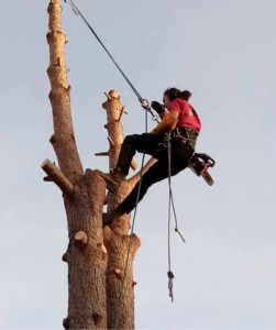Photo de galerie - Elagage et coupe d'arbres