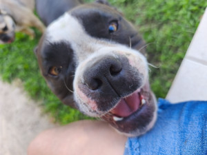 Photo de galerie - Garde chien