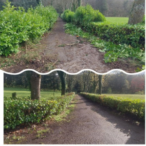 Photo de galerie - Taille de haie