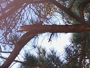 Photo de galerie - 
un client a contacter pour couper son arbre un arbre qui a casser avec la tempête 
