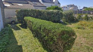 Photo de galerie - Taille de haie.