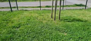 Photo de galerie - Tonte de pelouse - Débroussaillage