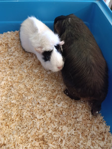 Photo de galerie - Garde de cochons d'inde à domicile pendant 2 semaines 