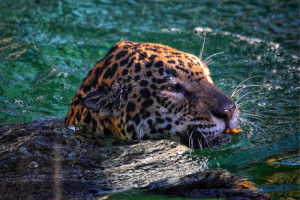 Photo de galerie - Photographie animalière