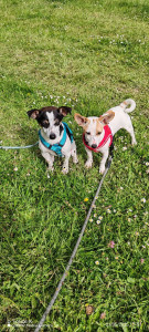 Photo de galerie - 2 petits loulou que je garde de temps en temps. 