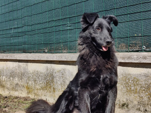 Photo de galerie - Mon chien