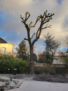 Photo de galerie - Taille au ancienne coupe d’un chêne (Après)