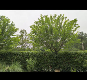 Photo de galerie - Paysagiste - Aménagement du jardin