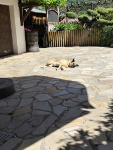 Photo de galerie - Garde chien
