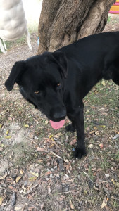 Photo de galerie - Adorable Wilson âgé de 3 ans, chien d’une amie, très joueur et adore se dépenser avec qui j’ai fait mes premiers petsitting