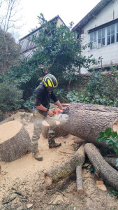 Photo de galerie - Billonage d'une grume