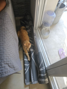 Photo de galerie - Garde chat