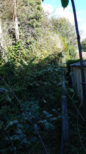 Photo de galerie - élagage à effectuer 