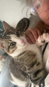 Photo de galerie - Garde animaux chat chiens 