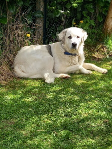 Photo de galerie - Garde chien