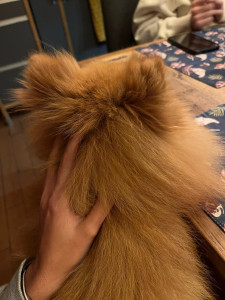 Photo de galerie - Garde de chien