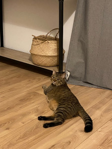 Photo de galerie - Encore un chat